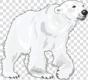 Polar White Bear Png   Polar Bear White Transparent  Png Download