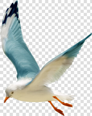 Tube Oiseau Mer  HD Png Download