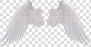 Angel Wings Png   Transparent Background Angel Wings Png  Png Download