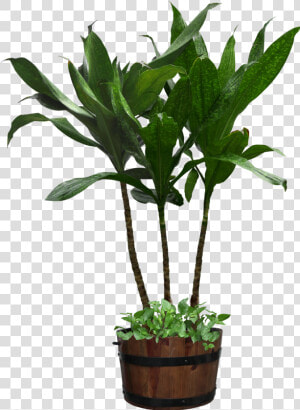 Potted Plant Png Download   Clipart Potted Plant Transparent Background  Png Download