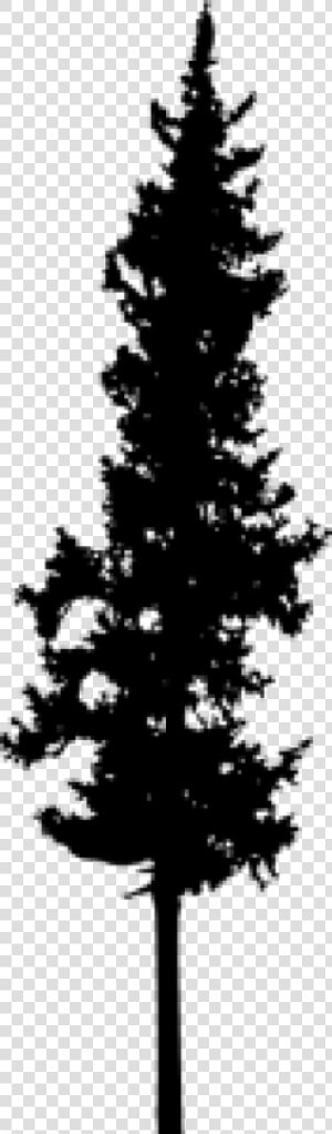 Tall Pine Tree Silhouette  HD Png Download