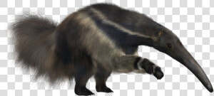 Anteater Png  Transparent Png