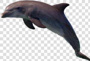 Dolphin Png Image   Common Bottlenose Dolphin  Transparent Png