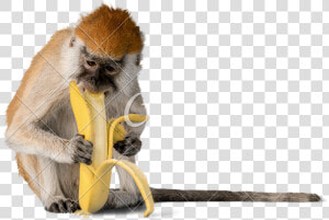 Monkey Banana Photos By Canva   Monkey Banana Eat Png  Transparent Png