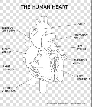 Heart  Ventricle  Organ  Human  Anatomy  Medical   Human Heart Black And White  HD Png Download