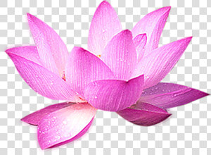 Nelumbo Nucifera Computer File   Лотос Png  Transparent Png