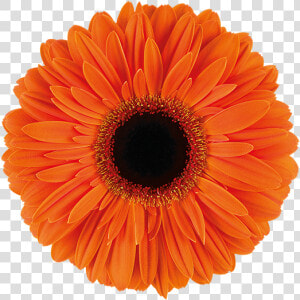 Gerbera Dutch Pride  HD Png Download