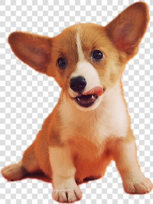  galaxy  doggo  doge  dog  yoshipupperkins  freetouse   Famous Dogs With Pointy Ears  HD Png Download