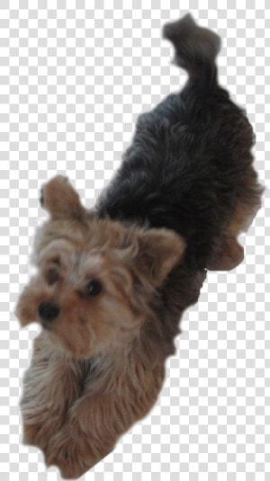 Yorkie Dog Pleading   Dogs Clipart Yorkie  HD Png Download