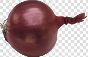 Onion Png Image   Single Onion Png  Transparent Png