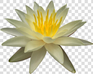 Water Lily Png Picture   Water Lily Png  Transparent Png