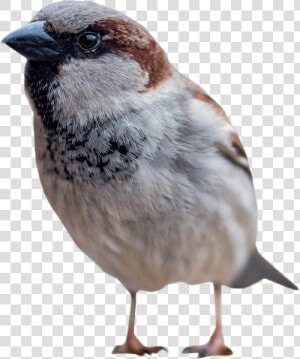 Sparrow Standing Png Image   Bird Standing Png  Transparent Png