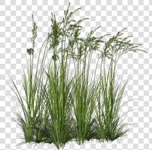 Long Grass Png Image Background   Long Grass Png  Transparent Png