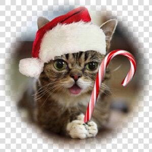 House Cat With Down Syndrome  HD Png Download