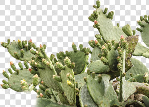 Prickly Pear Png Picture   Prickly Pear Cactus Transparent  Png Download