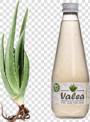 Aloe Vera Flasche Style Margin   Valea Aloe Vera Drink  HD Png Download