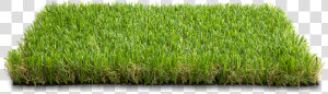 Freetoedit Grass Grama   Grama Em Png  Transparent Png