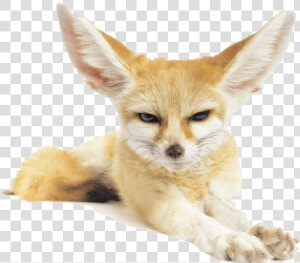 Download Fennec Fox Png Pic   Clipart Fennec Fox Transparent Background  Png Download