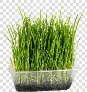 Wheatgrass  HD Png Download