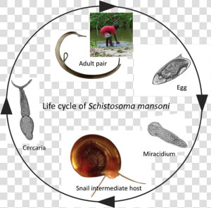 Schistosome Infections In Snails Alter Snail Physiology  HD Png Download