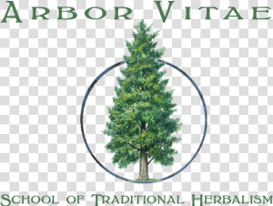 Arborvitae  HD Png Download