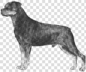 Rottweiler   Rottweiler Sketch  HD Png Download