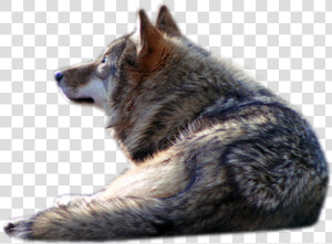 Transparent Wolf Png   Wolf Laying Down Transparent  Png Download