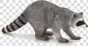 Raccoon Png Transparent Image   Raccoon Mojo  Png Download