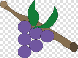 Plant grape grapevine Family   Uva Lila  HD Png Download