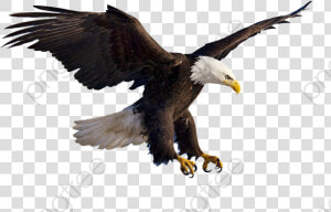 Bird Flying Png  flying Eagles Animal   Flying Eagle Png  Transparent Png