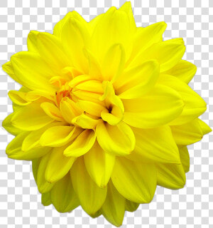 Yellow Daisy Dahlia   Dahlia Yellow Flower Png  Transparent Png