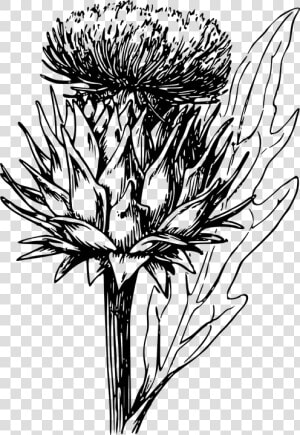 Artichoke  Vegetable  Thistle  Artichoke Plant   Artichoke Flower Drawing  HD Png Download