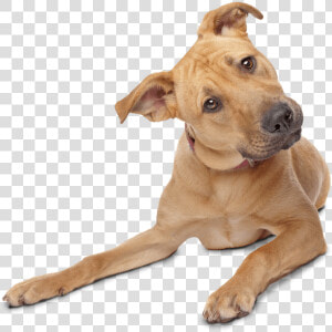 Confused Doggy   Dog Transparent Background  HD Png Download