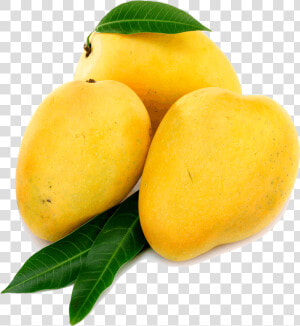 Mango Png Transparent File   Alphonso Mango Png  Png Download