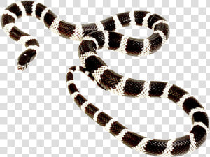 Snake Png Long   Post Malone Goodbyes Cover  Transparent Png