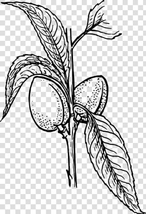 Almond Plant 2 Clip Arts   Plant Clip Art  HD Png Download