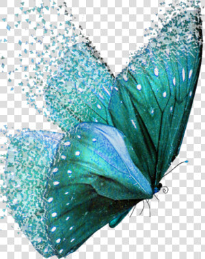  dispersion  butterflies  teal   Teal Colored Butterflies  HD Png Download