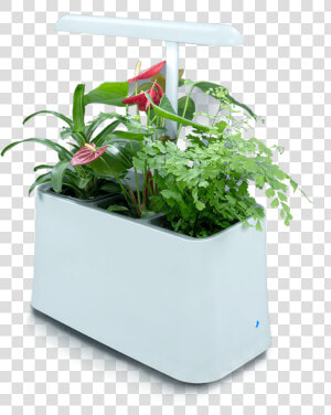 Plant based Air Purifier  More Than Just Indoor Plants   Plant Based Air Purifier  HD Png Download