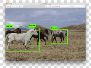 Animal Detection Using Yolo  HD Png Download