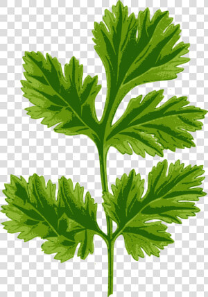 Transparent Celery Clipart   Coriander Clipart  HD Png Download