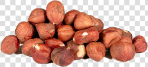 Hazelnuts  Barcelona  Whole  Raw Class   Hazelnut Whole Raw  HD Png Download