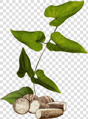 Yam Plant Png  Transparent Png