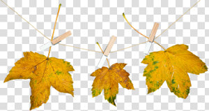 Nature Leaves Autumn Free Photo   Png Autumn Nature  Transparent Png