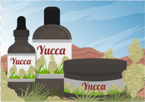 Yucca Scene And Yucca Medicine Extract Of Vector   Tree  HD Png Download