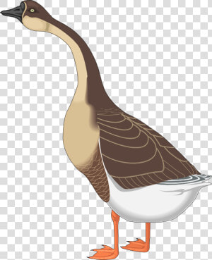 Transparent Geese Flying Png   Goose Clipart Png  Png Download