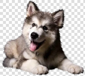 Cute Siberian Husky Puppy  HD Png Download