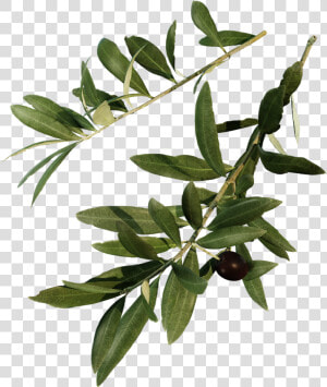 Erythroxylaceae  HD Png Download