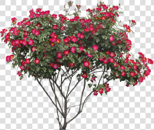 Bushes Png Images Free  Transparent Png