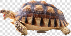 Turtle Png Photo Background   Tortoise Without Background  Transparent Png