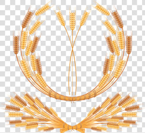 Wheat Png   Vector Wheat Free  Transparent Png